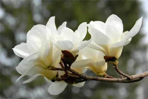 三月开什么花什么特点(盘点三月份开花的植物)