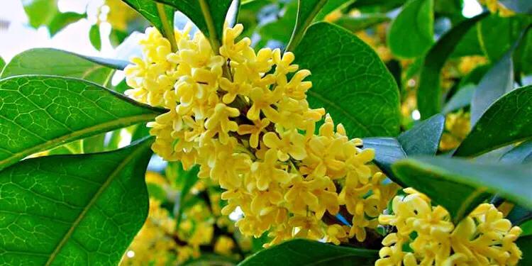 月月桂花养殖方法(桂花中最香的品种排名)