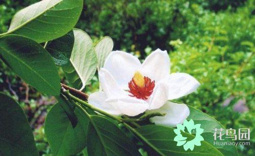 被子植物有哪些特点(常见的植物种类名称)