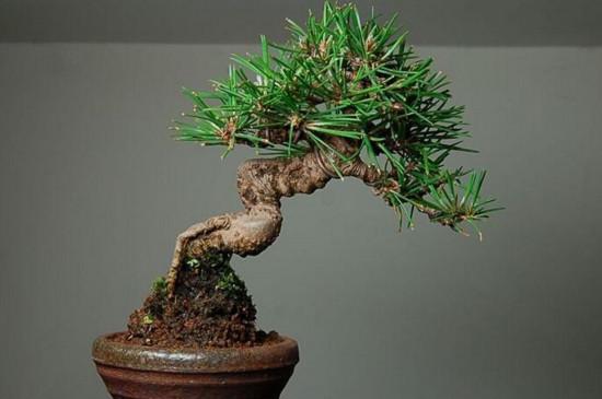 黑松盆景怎么养护