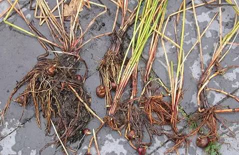 常见的植物有哪些(绿化路边花草品种)