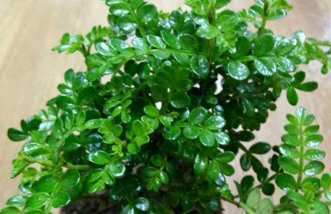 清香木怎么养及注意事项(详解清香木的养殖方法)