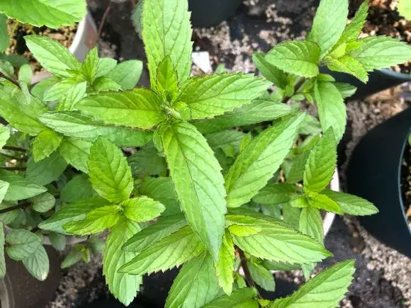 薄荷品种哪个好(最适合食用的薄荷品种)