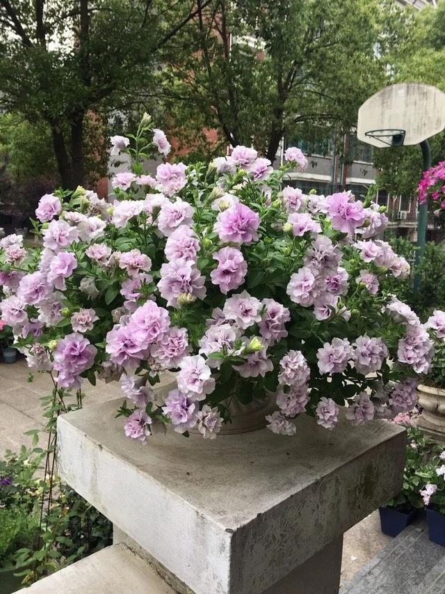 喜阳不怕晒的植物花卉大全(适合阳台暴晒的大型绿植)