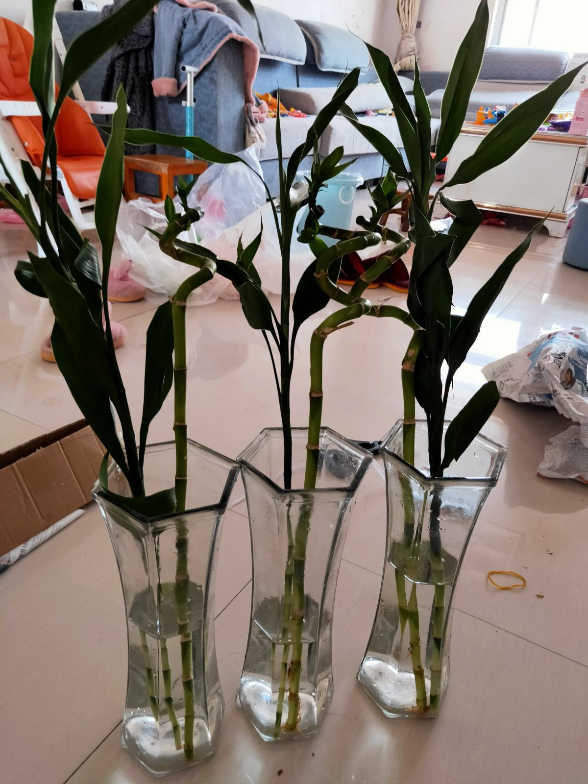 富贵竹怎么才能快速生根(水养富贵竹生根最快法)