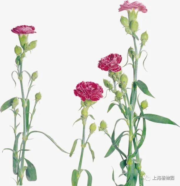 康乃馨花语适合送什么人(详解康乃馨花语代表的含义)