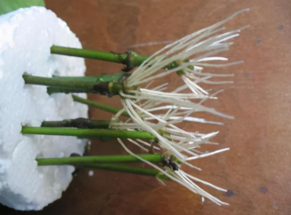 茉莉花如何繁殖方法