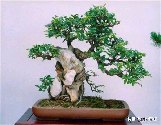 大果榆树盆景怎么养