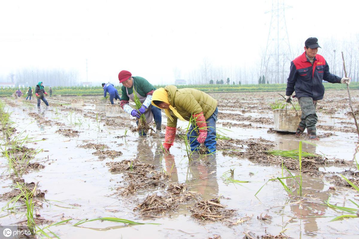 茭白是什么植物的根茎(茭白的种植和管理方法)