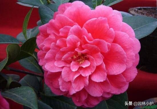 山茶花名贵品种有哪些