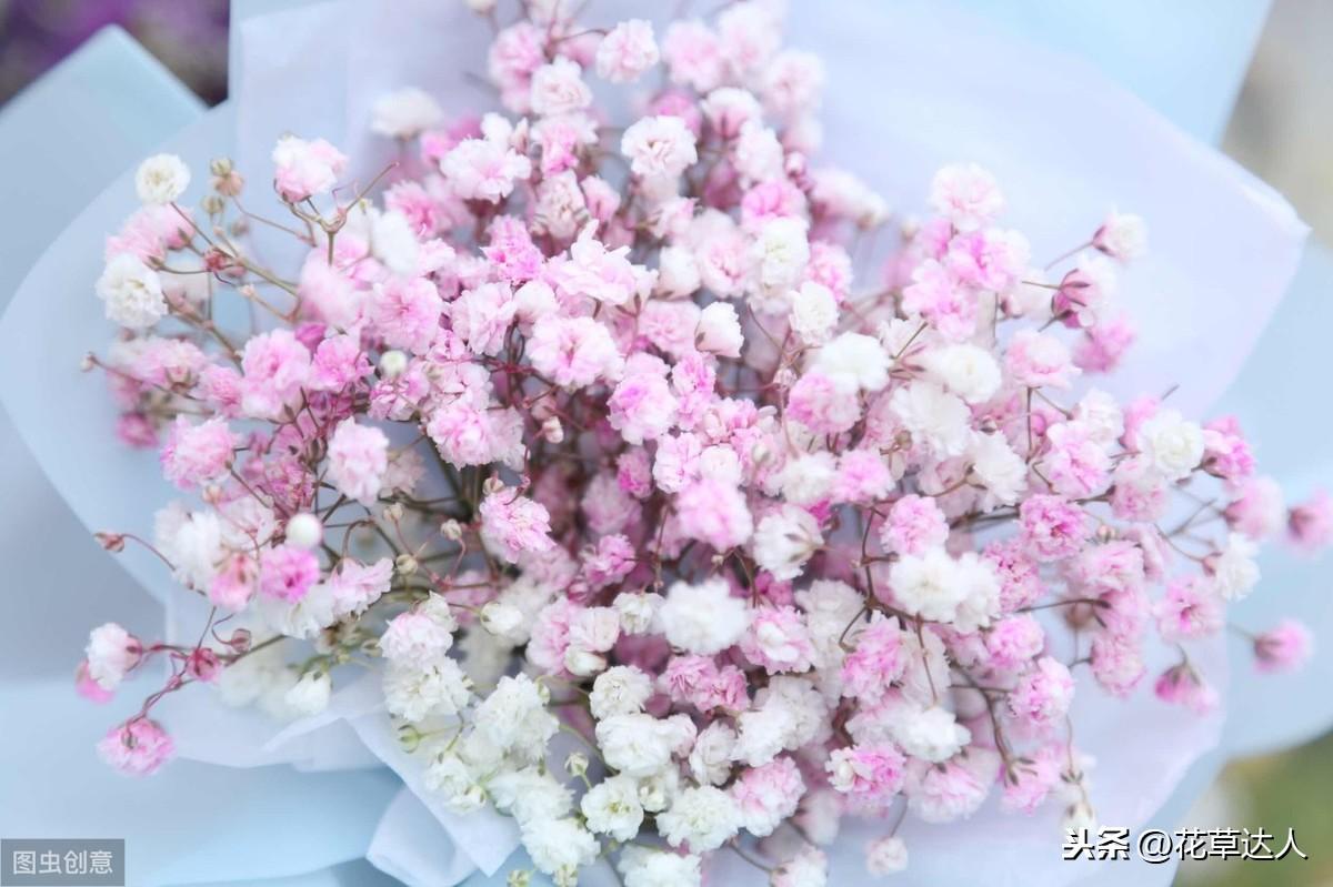 满天星花语是什么意思(关于满天星的象征意义)