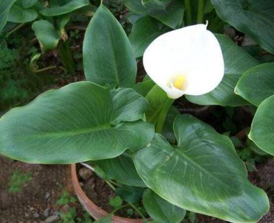 黄色马蹄莲的花语和寓意是什么(漂亮又好养的垂吊类花卉)