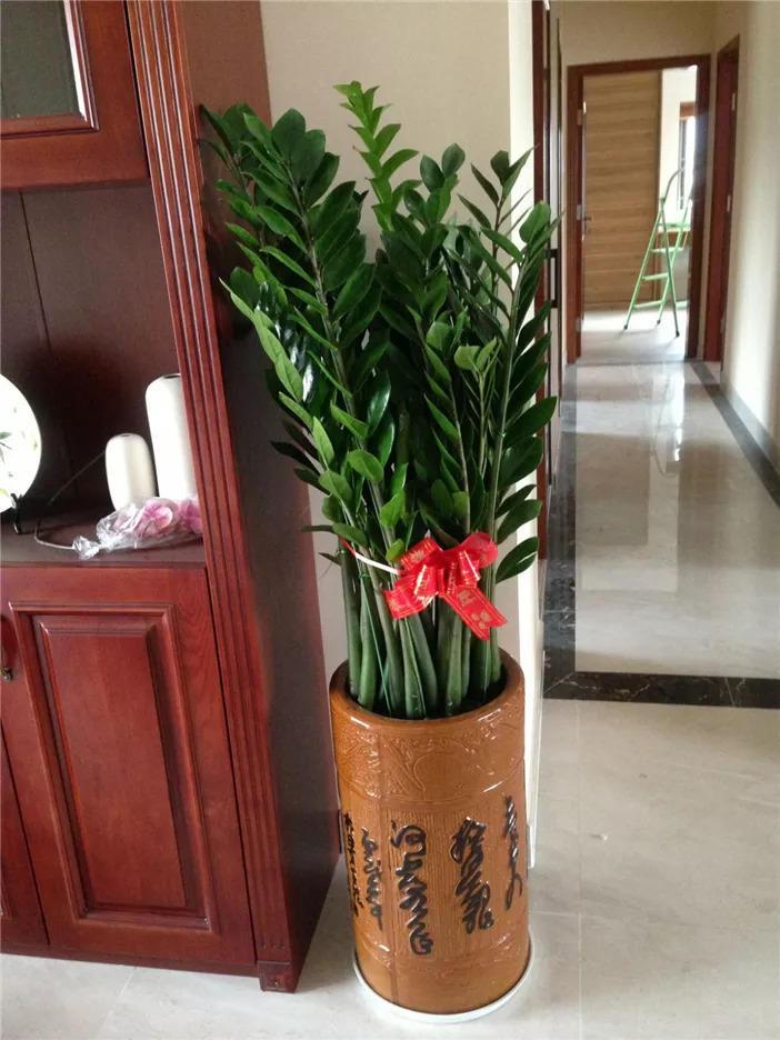 大型绿植有哪些(客厅最好养的大型绿植)