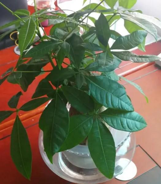 水培发财树能活多久