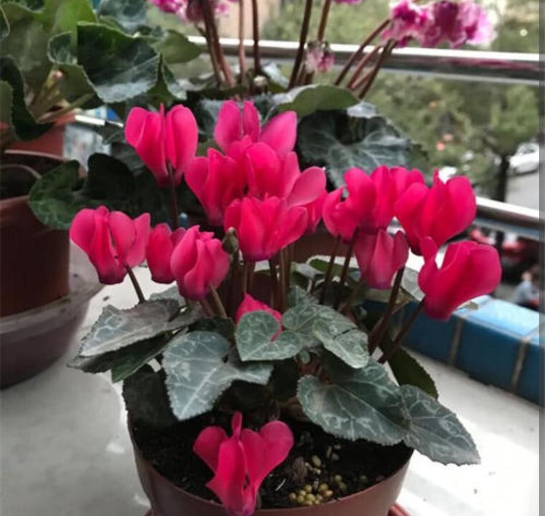 冬天开的花有哪些(适合冬天养的花和植物)