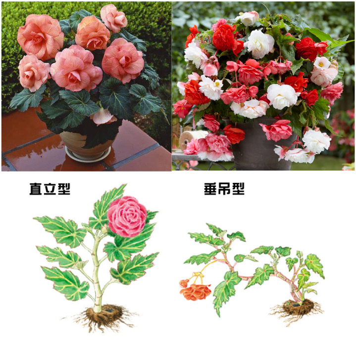 一年生植物能养一年吗(适合懒人种植的经济作物)