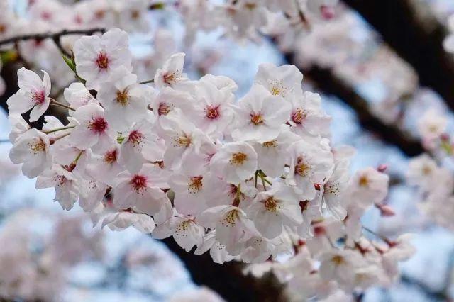 冬樱花几月开(各种樱花品种介绍)