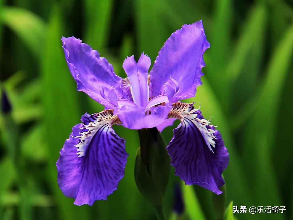 尾花鸢尾花语是什么(鸢尾花在中国寓意)