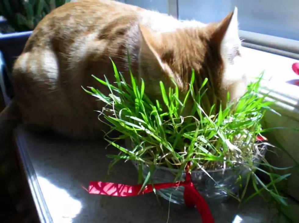木天蓼是什么植物(木天蓼和猫薄荷的区别)