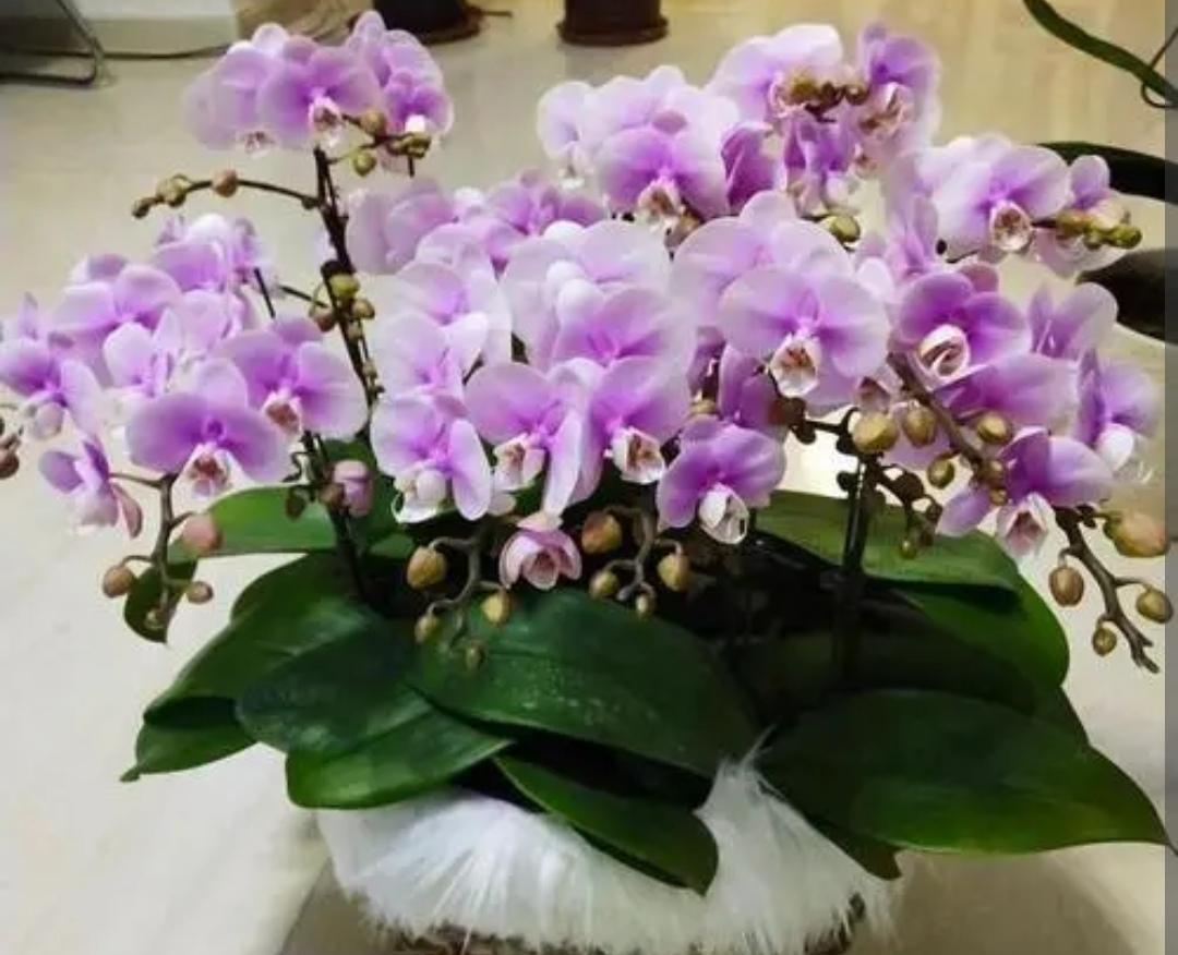 冬天开的花有哪些(适合冬天养的花和植物)
