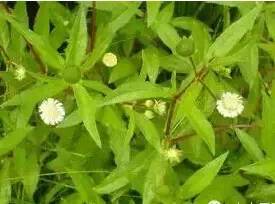 常见的植物有哪些(绿化路边花草品种)
