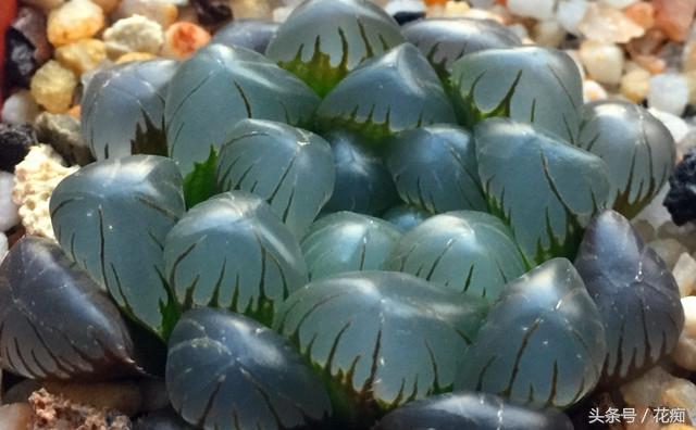 冰灯玉露这么养(适合家里养的旺财多肉植物)