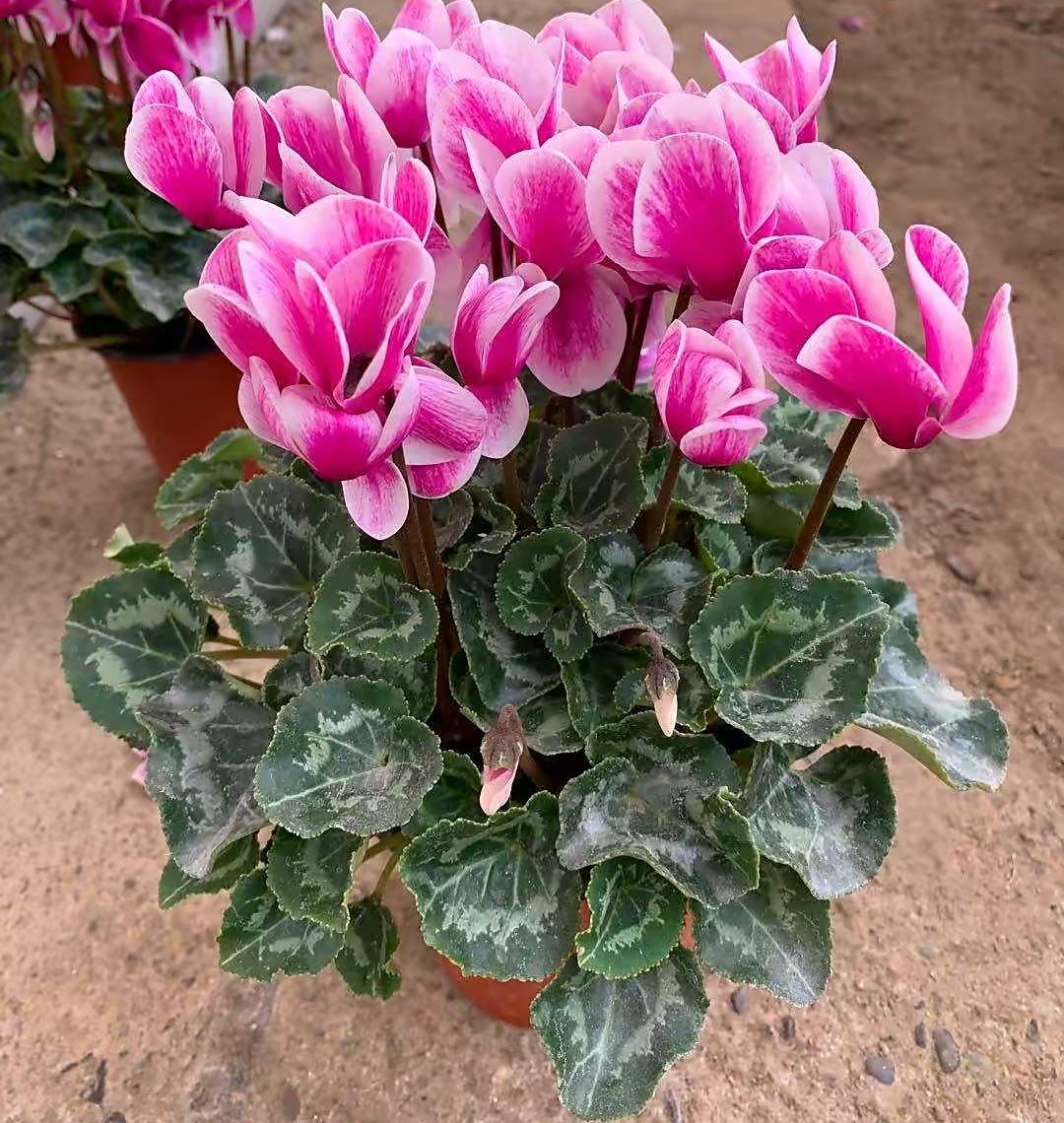 植物盆栽怎么养殖(适合家里养的盆栽植物)