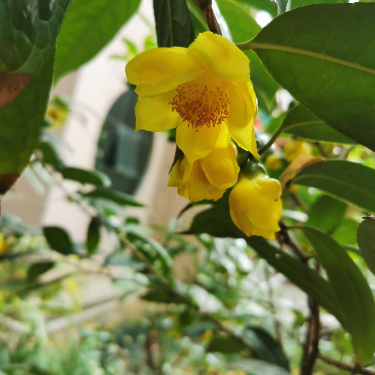 秋天开什么花常见(盘点秋天最美的六种花)