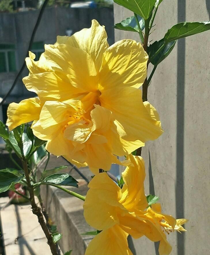 扶桑花怎么养才能开花(关于扶桑花的养殖方法)