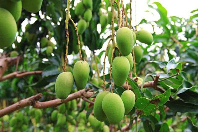 芒果盆栽种植方法大全