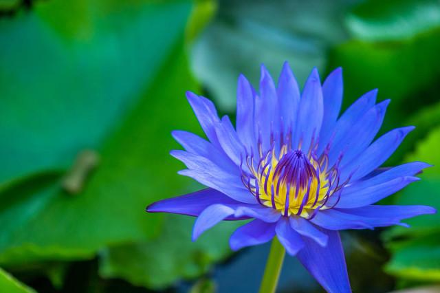 蓝莲花代表什么意思(关于蓝莲花的花语和传说)