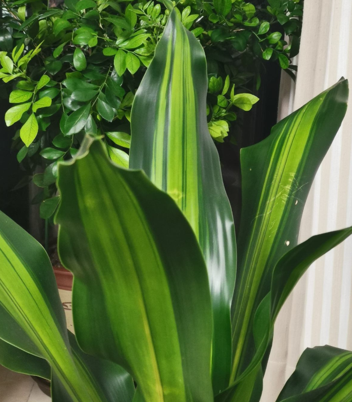 家中种什么植物可以净化空气(净化空气最好的植物排名)