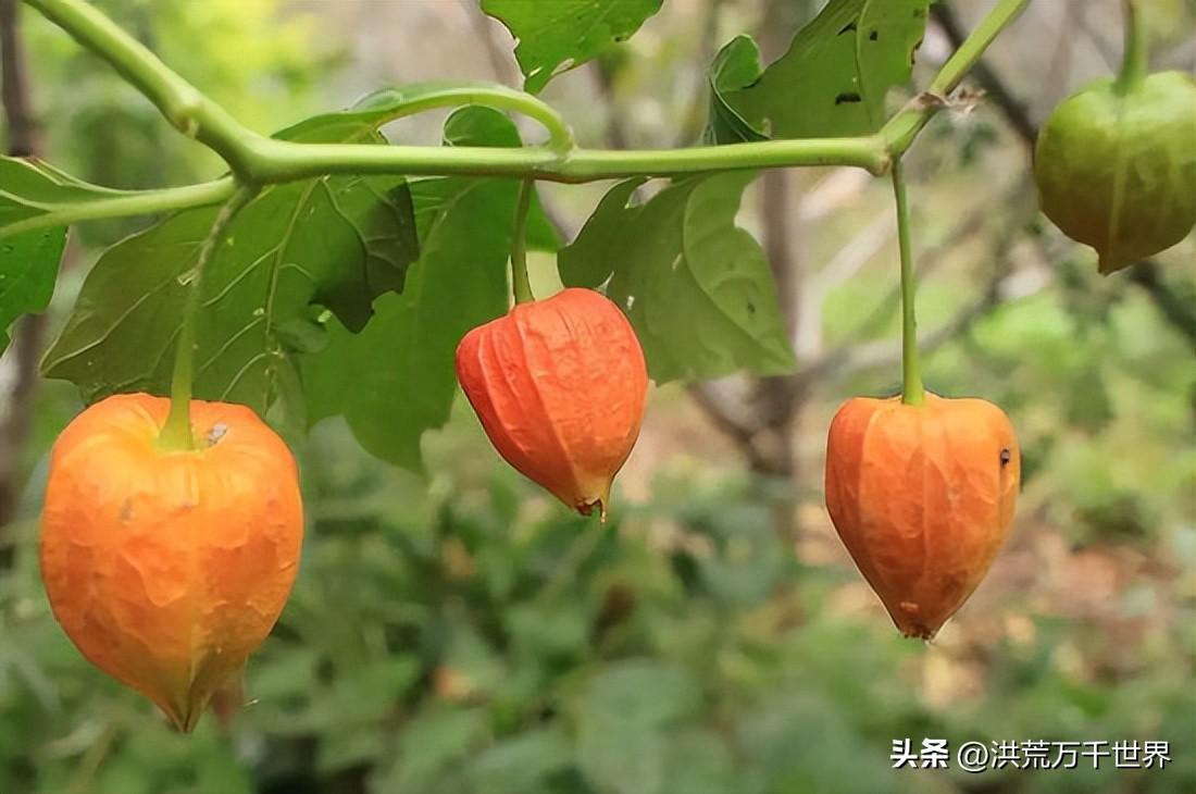 绛珠草是什么植物(聊聊绛珠草的寓意)