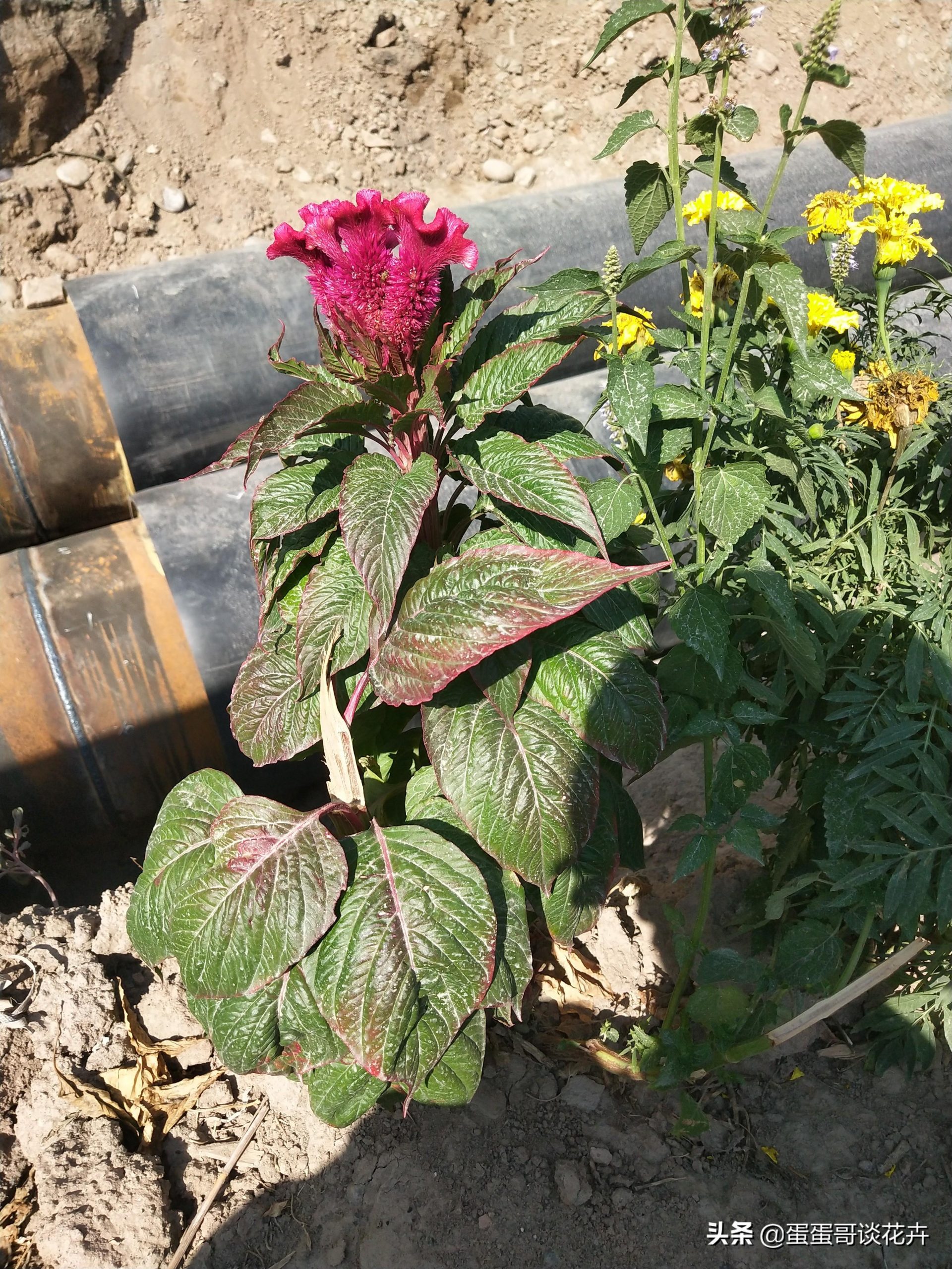 孔雀草盆栽能活几年寿命