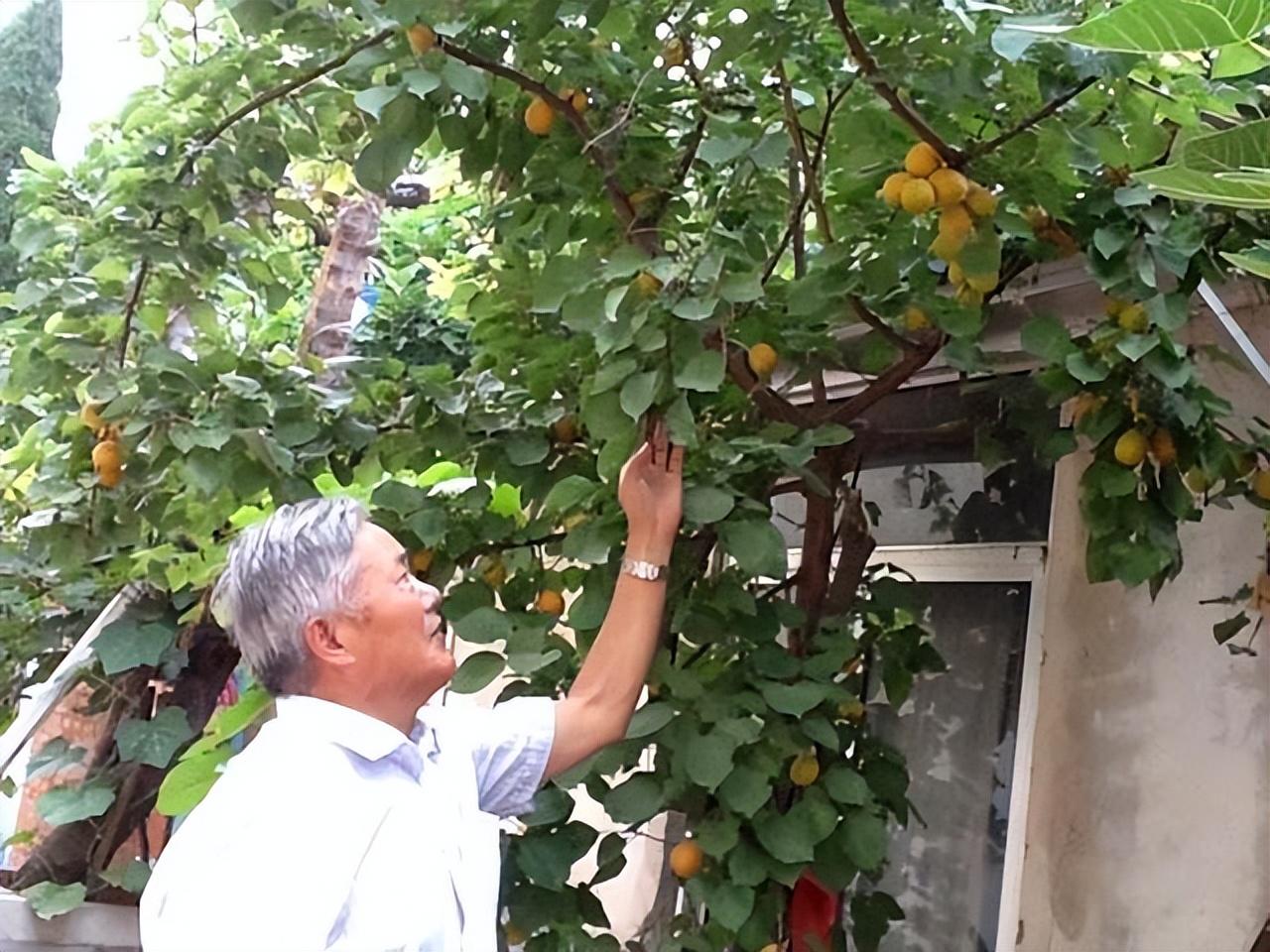 黄杨栽在庭院吉利吗