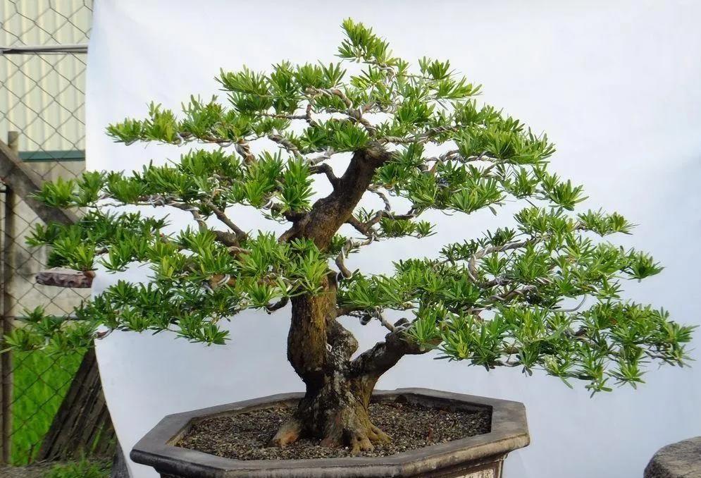 室内盆景树种大全(适合做盆景的植物)