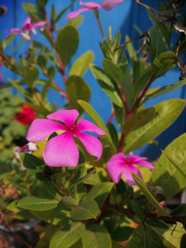 一年四季都盛开的花是什么花(室内四季开花好养的花)
