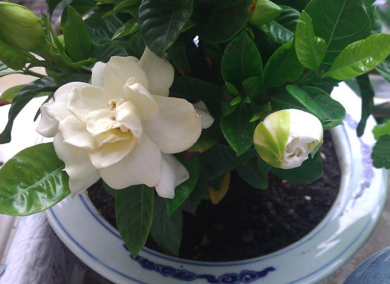 栀子花叶子不绿是什么原因造成的(介绍栀子花用的肥料)