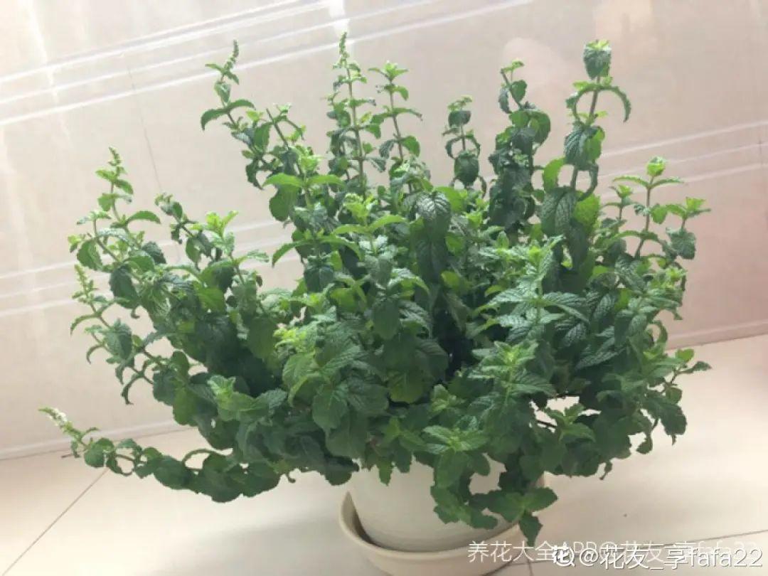 卧室放什么植物最好健康(适合放在卧室的植物和花)