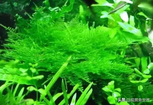 水草种类及名称(常见水草种类大全)