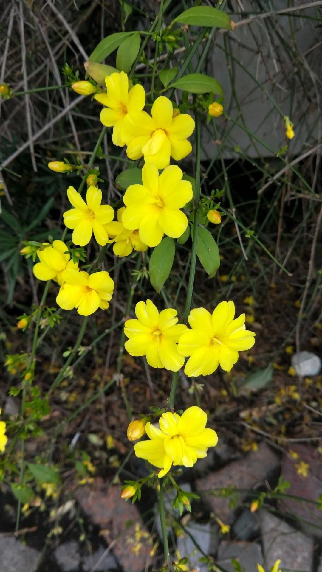 迎春花的特点有哪些（了解迎春花的养殖方法）