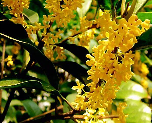 月月桂花养殖方法(桂花中最香的品种排名)