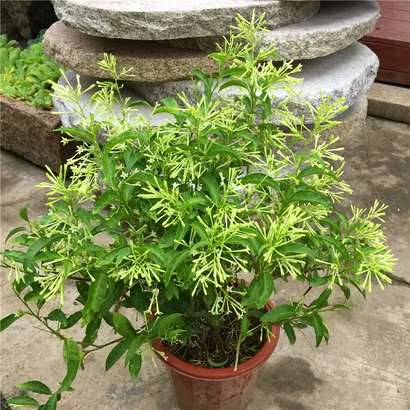 什么植物驱蚊效果好(驱蚊最好的植物排名)