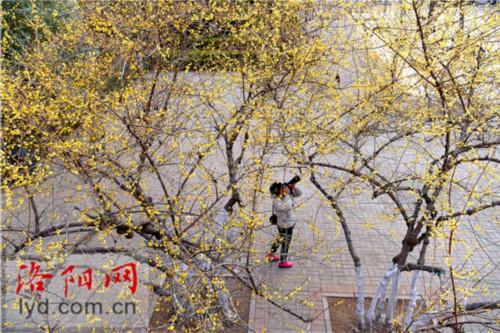 腊梅与梅花有什么区别(关于腊梅特点与品质)