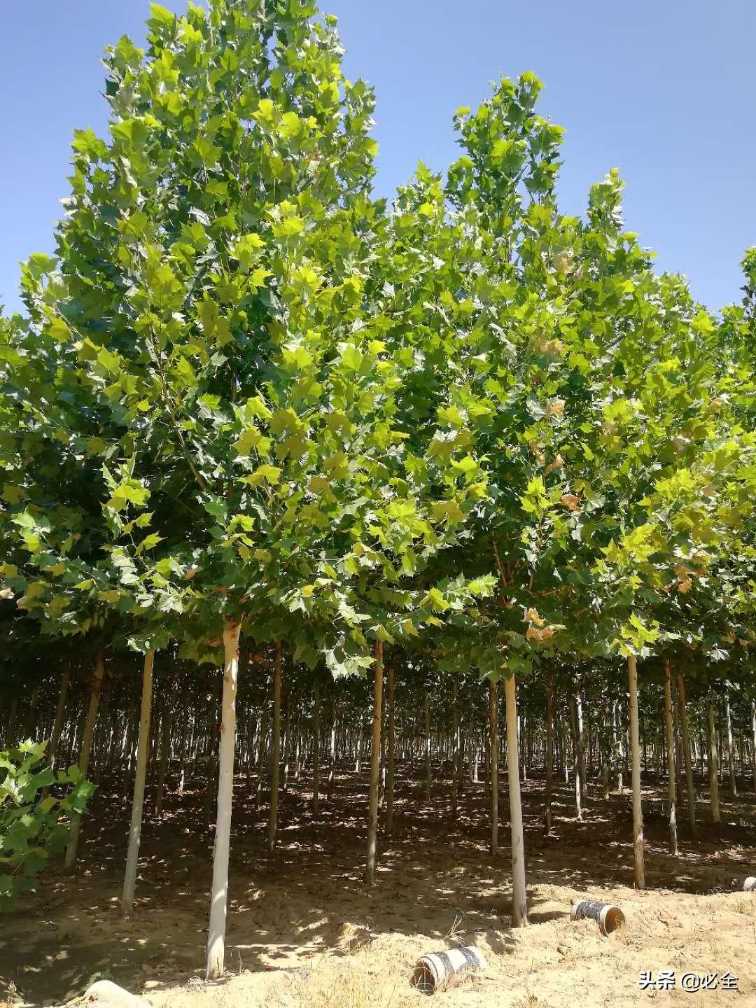 绿化树品种大全(园林绿化植物品种介绍)