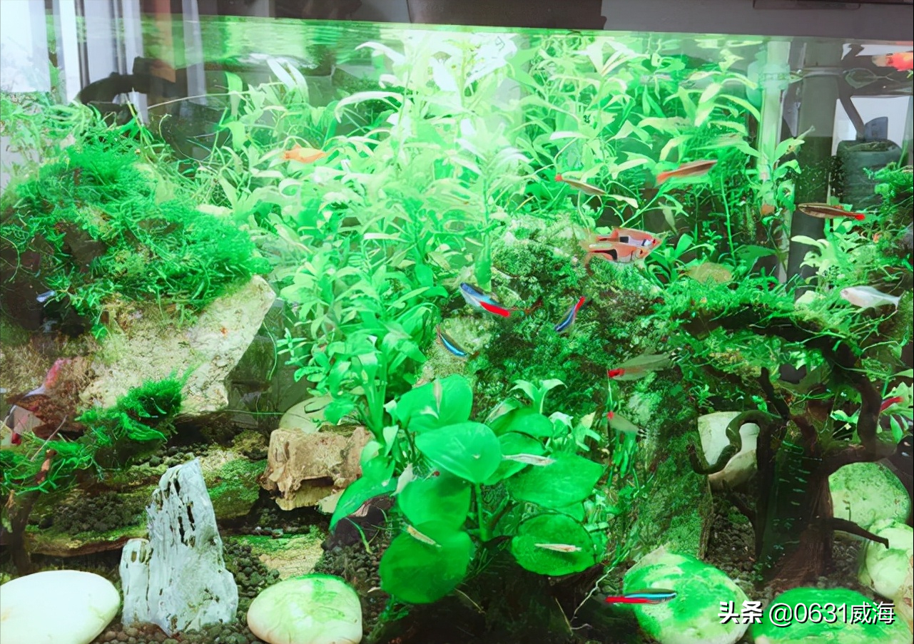 绿宫廷怎么修剪(了解绿宫廷水草的种植方法)