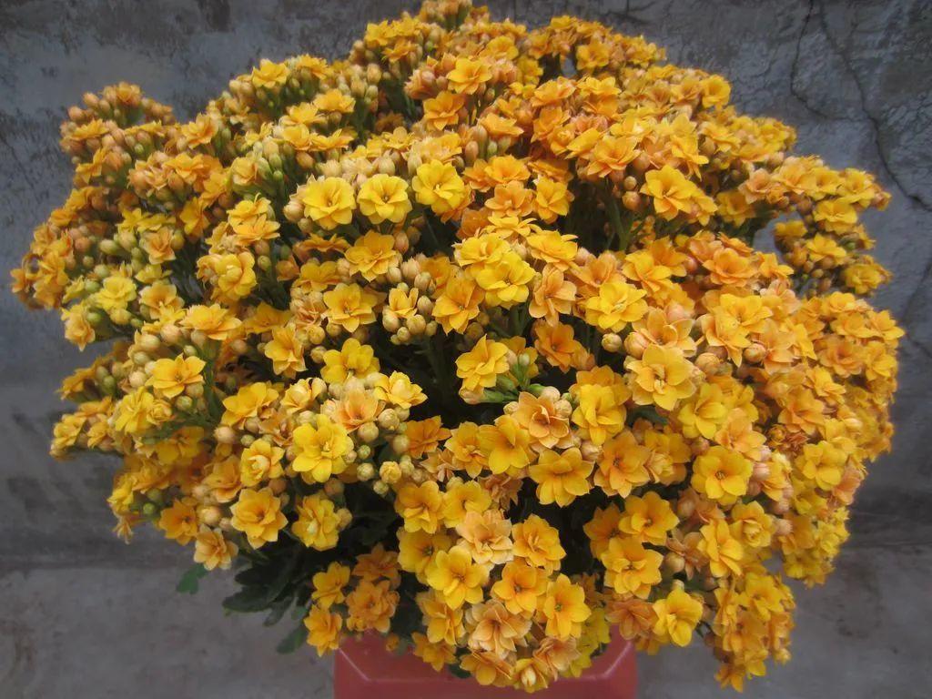 适合家里养的吉祥花卉有哪些