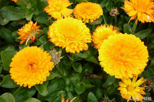 金盏菊花期多长时间(适合秋天播种的花种子)