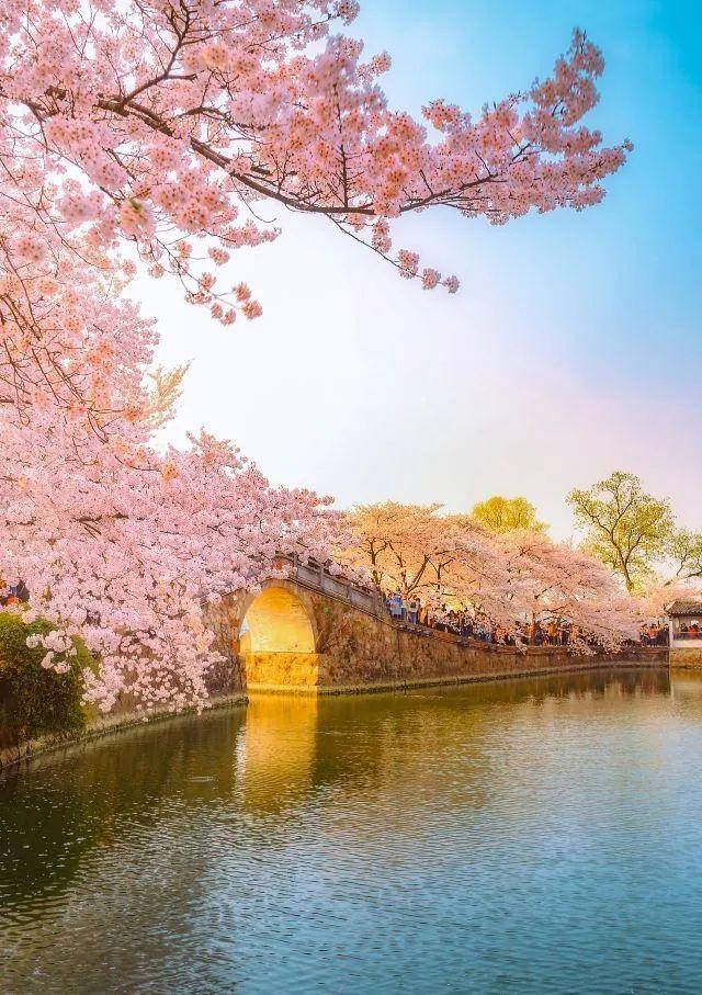 冬樱花几月开(各种樱花品种介绍)