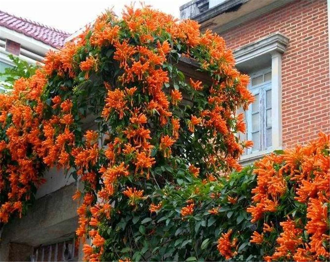 炮仗花种植间距多少